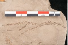 Foto (Detailansicht) von Taxodium distichum miocenicum Heer (NHMW-GEO-2024-0188-6413)